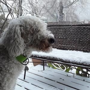 Meet your Posher, Susie